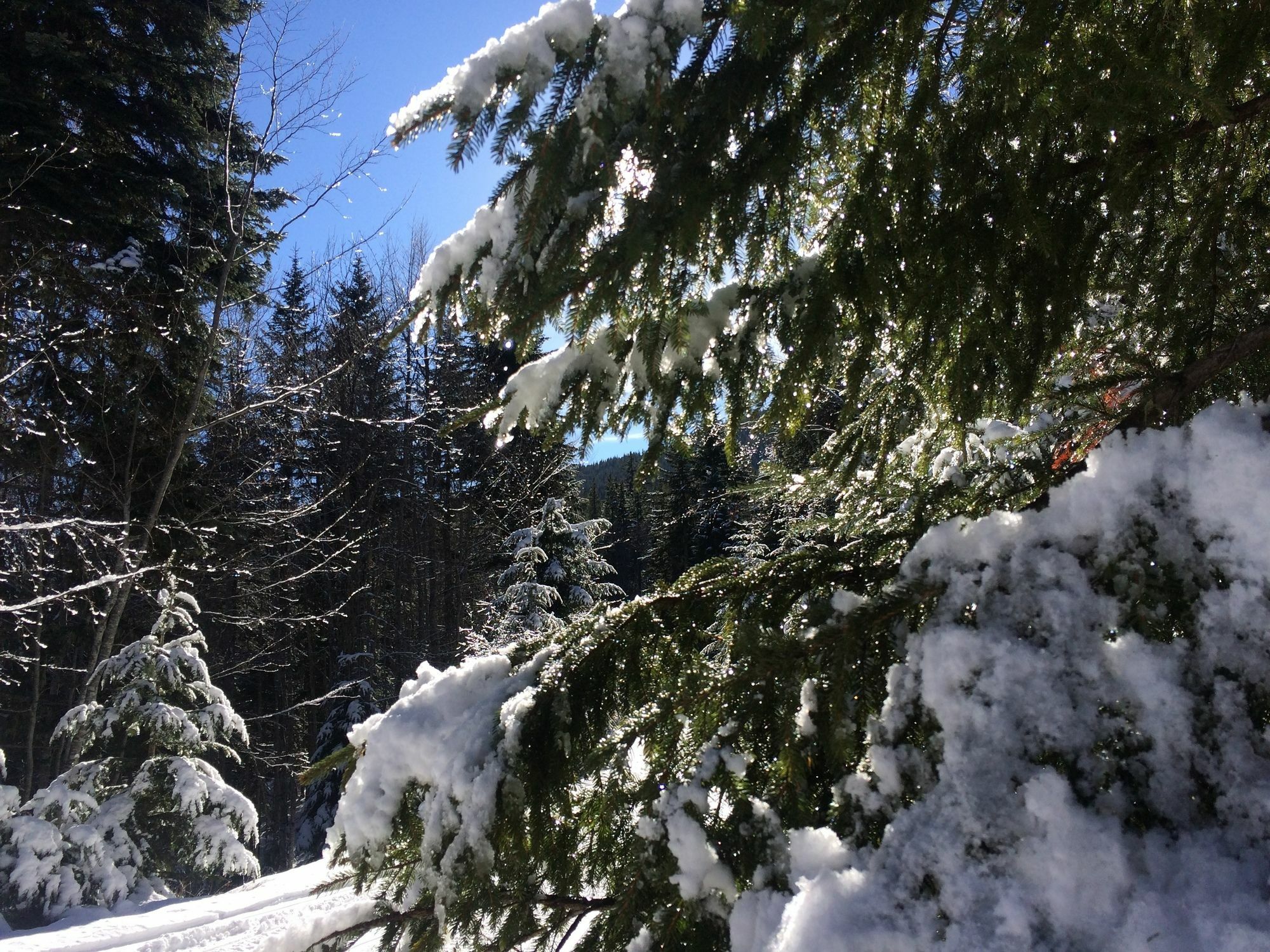 Apartments Four Leaf Clover Bansko To Rent Dış mekan fotoğraf